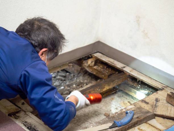 Best Industrial Mold Remediation in Tysons, VA