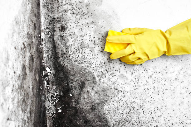 Best Commercial Mold Remediation in Tysons, VA