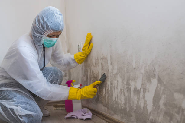 Best Black Mold Remediation in Tysons, VA
