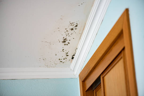 Best Insurance-Related Mold Remediation in Tysons, VA