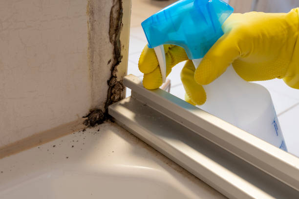 Best Basement Mold Remediation in Tysons, VA