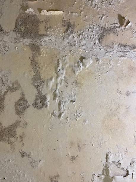 Best Health and Safety Mold Remediation in Tysons, VA