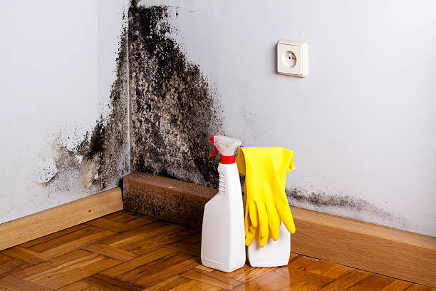 Best HVAC Mold Remediation in Tysons, VA