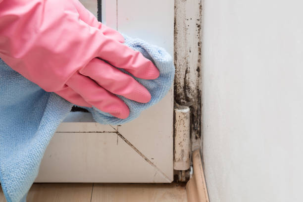 Best Residential Mold Remediation in Tysons, VA